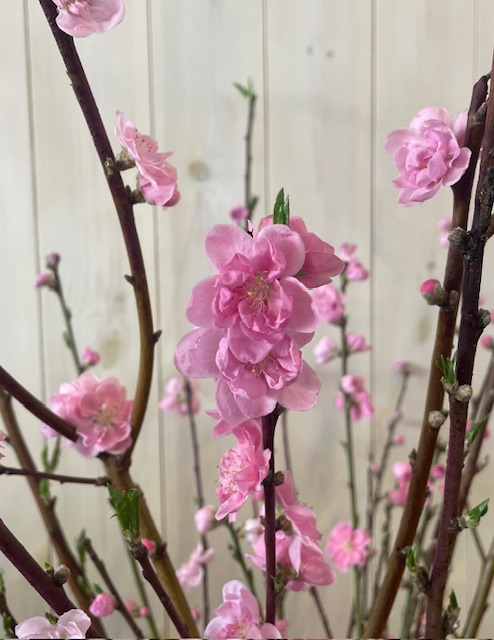 若年性認知症って知っていますか?