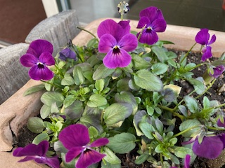 3月市議会一般質問