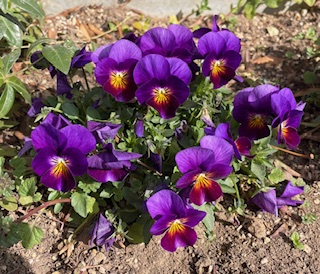 ３月議会一般質問