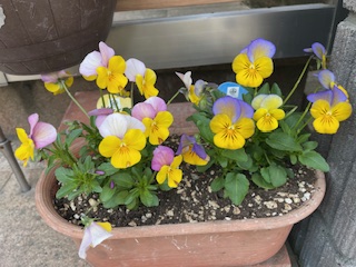 映画「ぼくが生きてる、ふたつの世界」