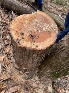 薪要りませんか?