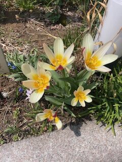 雪を車の上に積んで走ったら反則金の対象