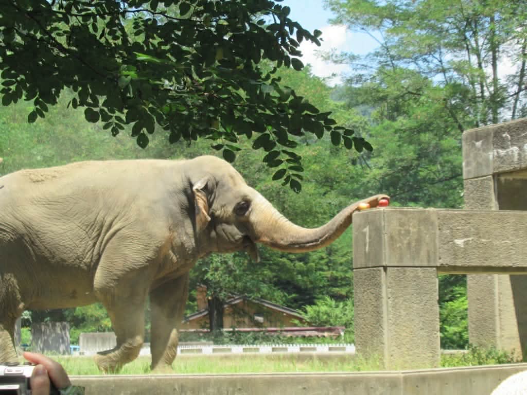 長野市の動物園