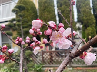 居場所（心理的安全性）はありますか？