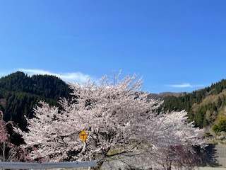 宝生流 謡(うたい)
