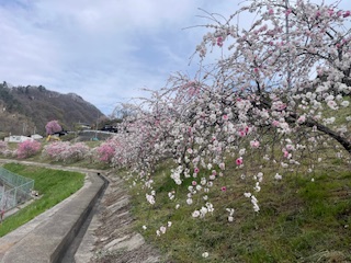 花桃の郷
