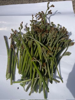 どんどん季節が進んでいます