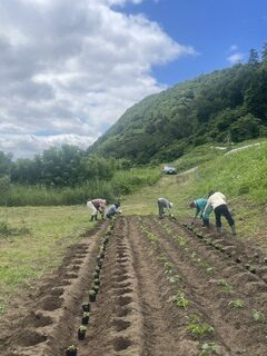 ハックルベリー苗の定植