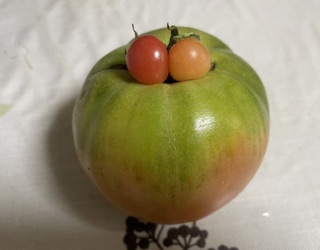 初めて見ました